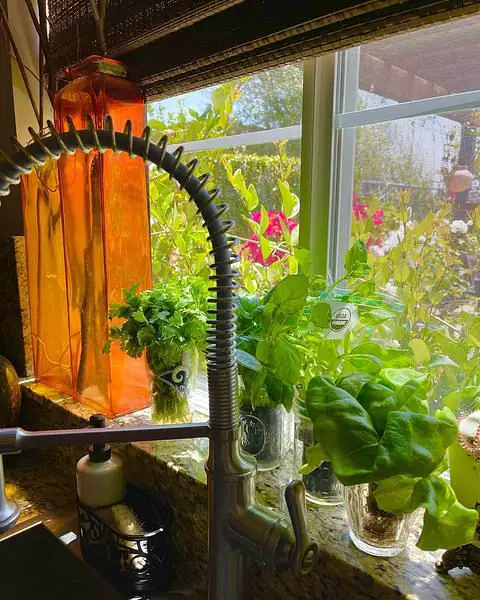 Fresh And Sustainable: A Kitchen Herb Garden By The Window kitchen garden