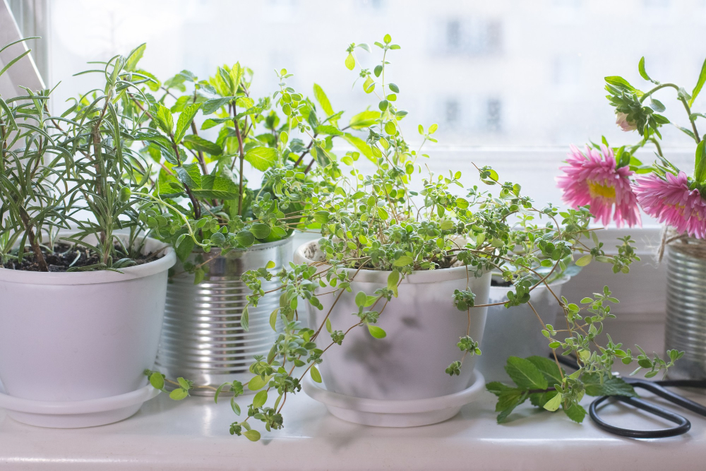 Kitchen Window Succulent