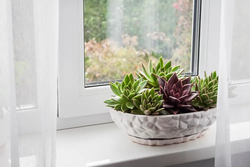 Kitchen Window Succulent