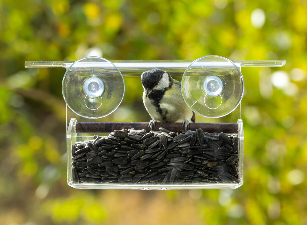 Kitchen Window sill Bird Feeder View