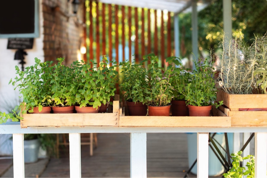 deck plants