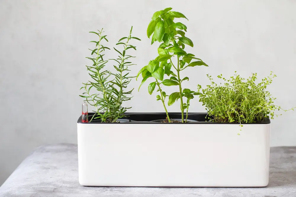 Mini Herb Garden kitchen centerpiece