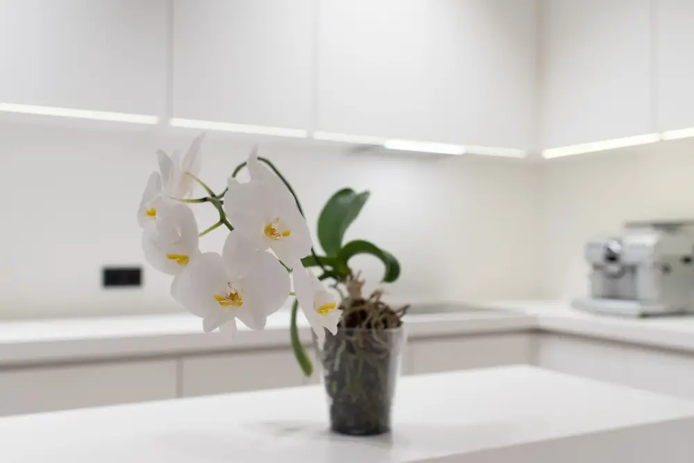 Potted Orchid Plant kitchen centerpiece