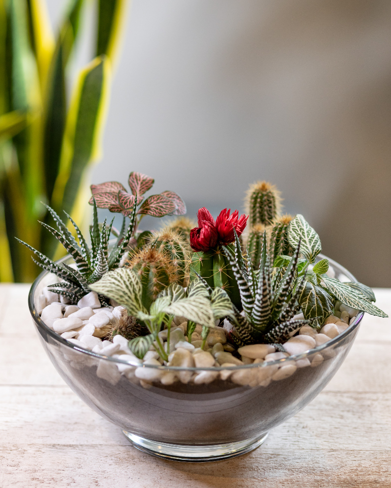 Succulent Garden kitchen centerpiece