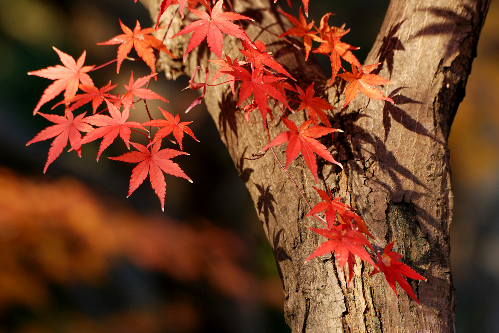 japanese maple tree