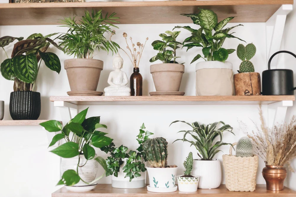 plant shelf above front door