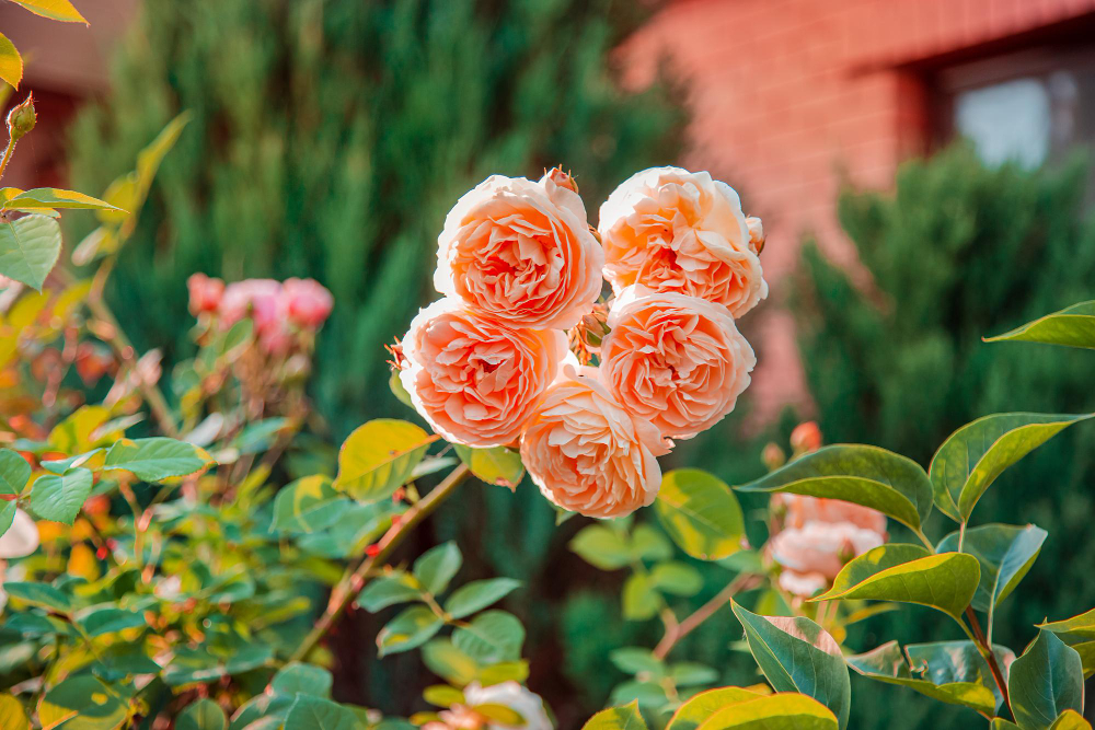 rose varieties