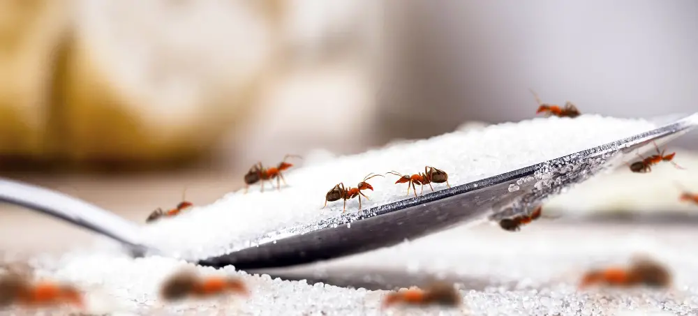 Ants on sugar