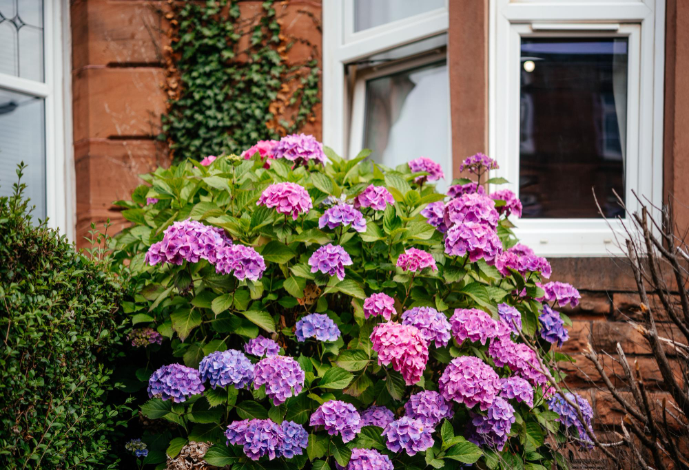 Plant Colorful Shrubs and Trees Around the Perimeter