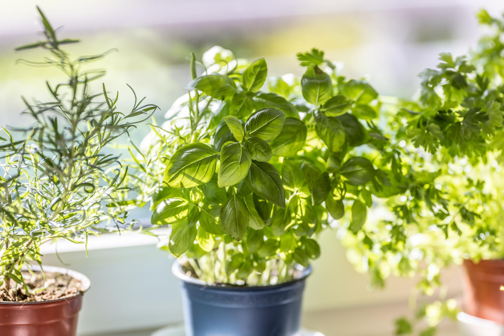 Pot of Basil Window Sill Kitchen