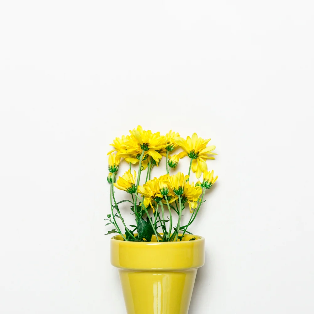 Yellow Potted Plants Bathroom