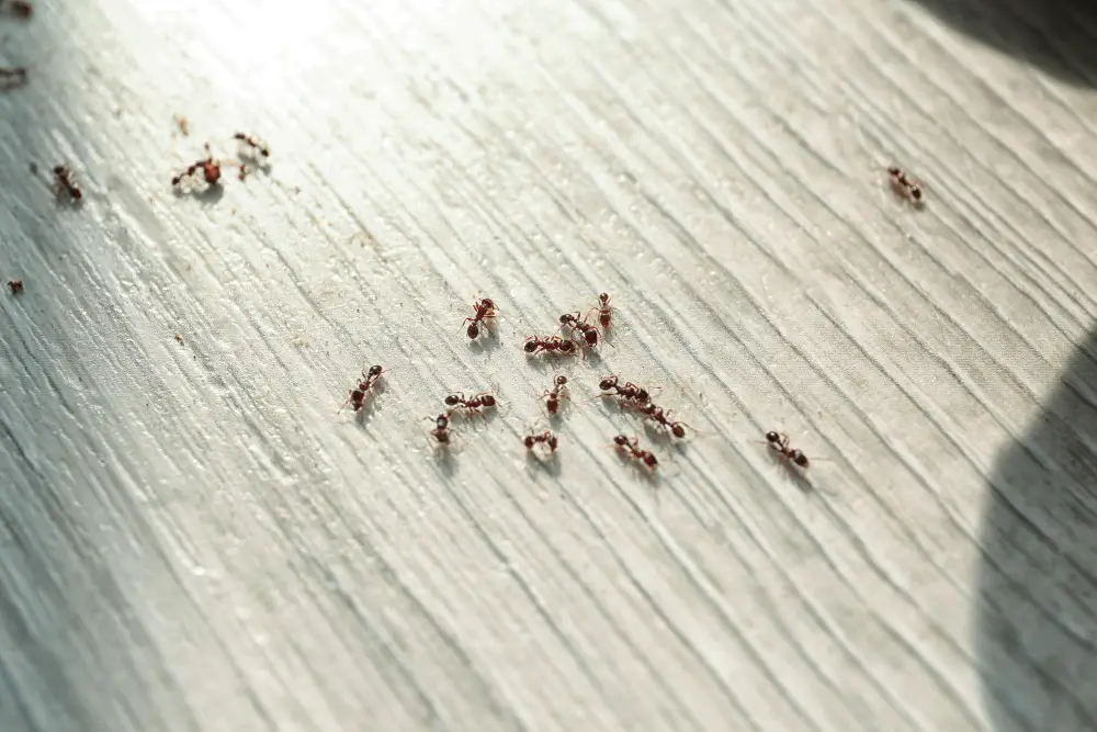 Ants in the Kitchen 
