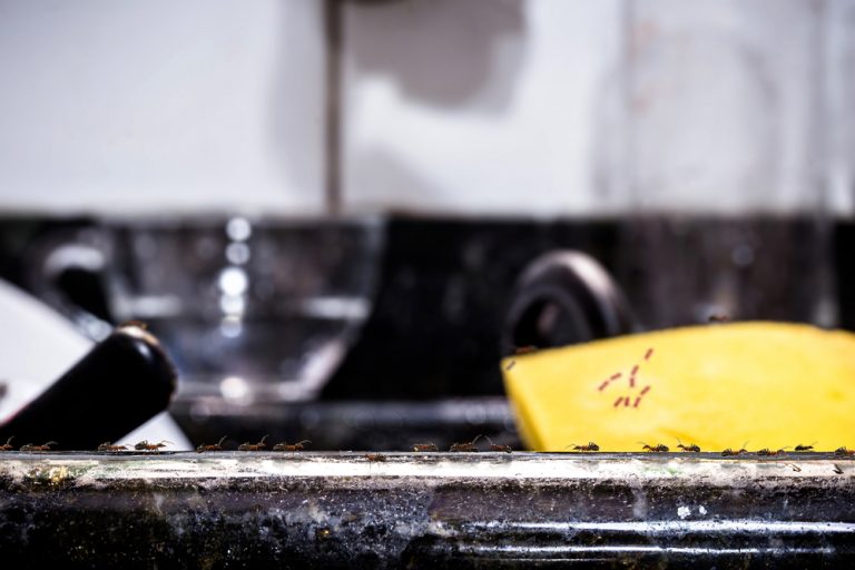 Can Ants Come Up Through Kitchen Drains? Causes & Prevention Tips