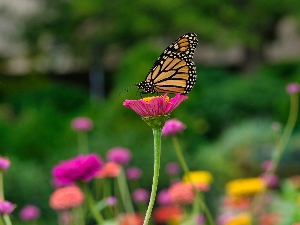 Brighten up Your Garden with Vibrant Garden Decor