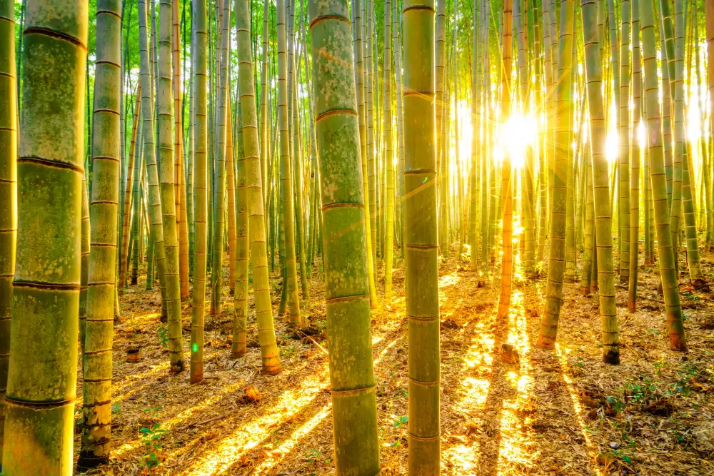 Eco-Friendly Wood Options - Bamboo Trees