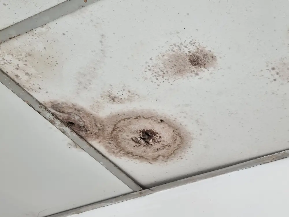 Identifying the Enemy: Understanding Mold and Water Damage