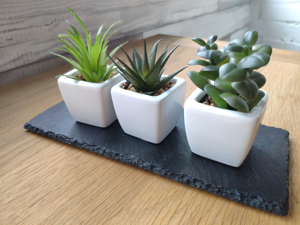 Kitchen Table Succulent Plants Centerpiece
