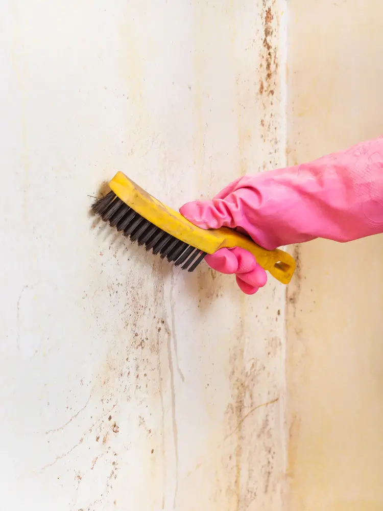 Taking Action: Addressing Mold and Water Issues Effectively