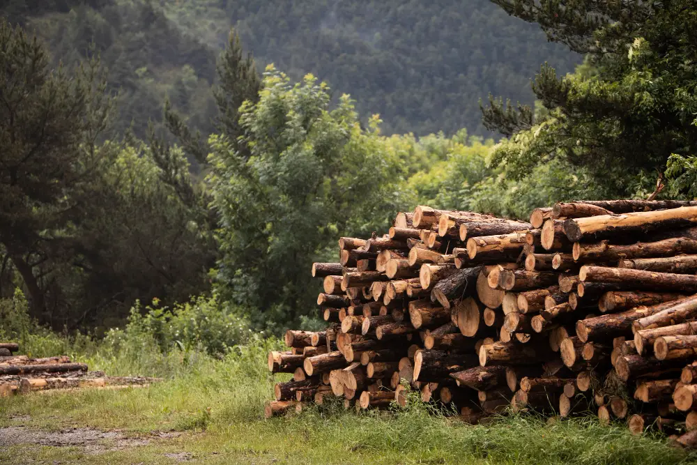 The Environmental Impact of Non-sustainable Wood Sourcing