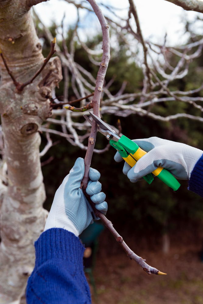 Trim Overhanging Branches