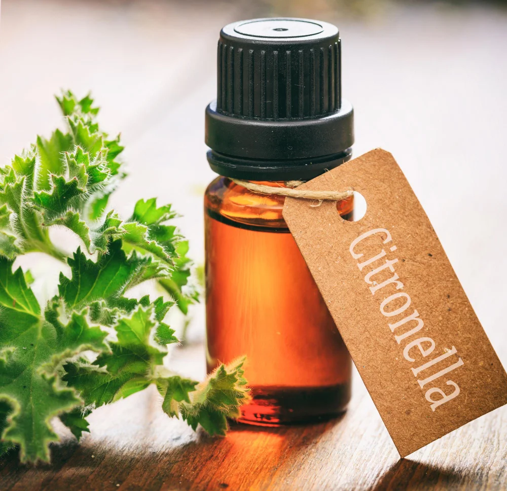 citronella oil for bug or insect repellant