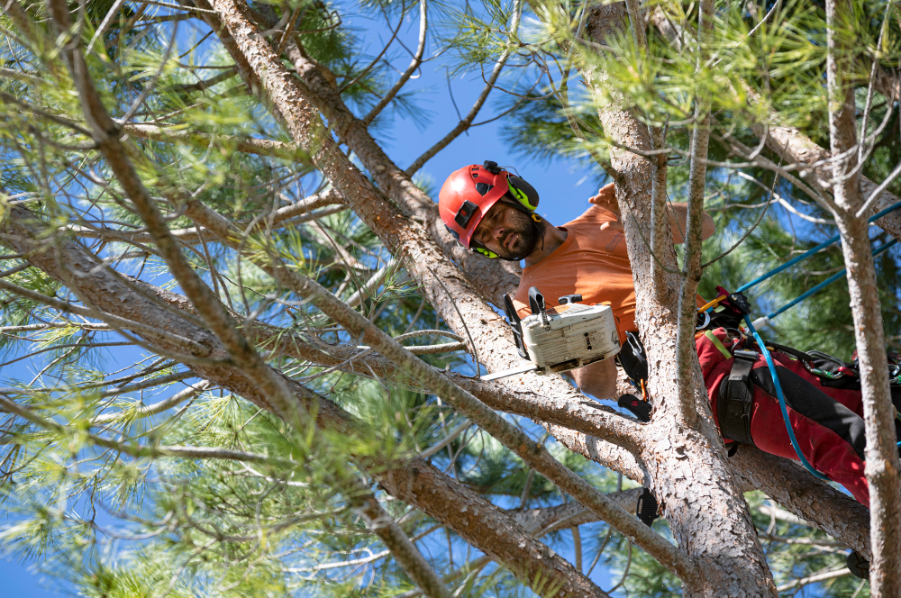 Trim Overhanging Trees