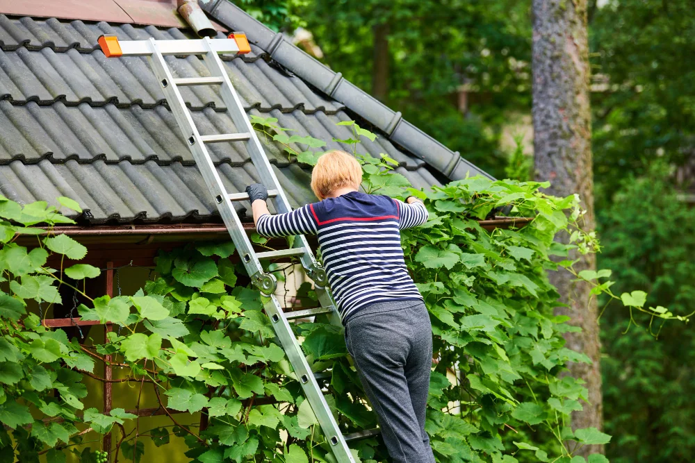 Trim Trees and Bushes